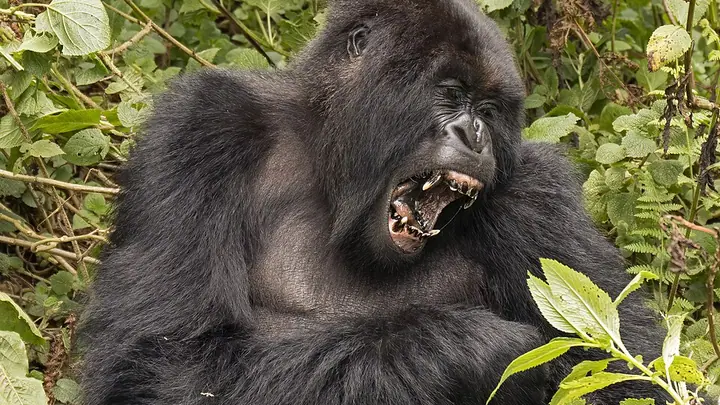 Руанда